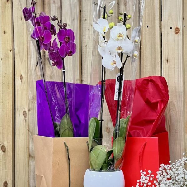 Orchid In A Gift Bag