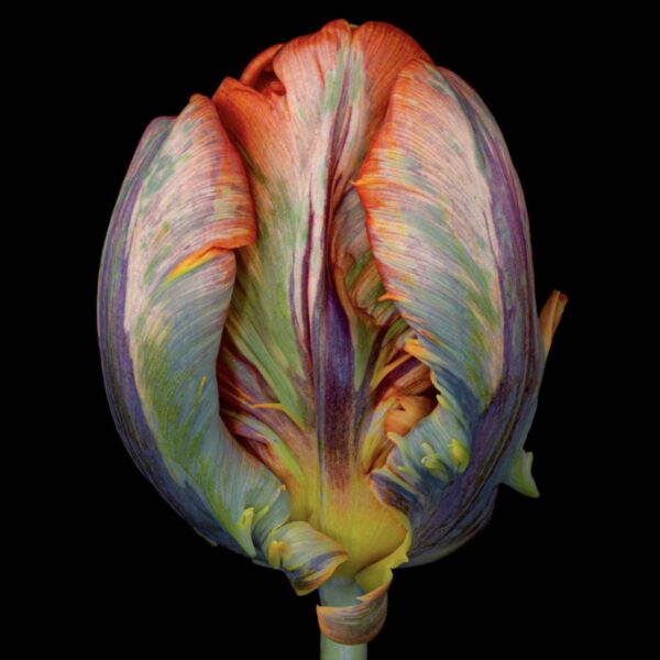 All Occasions Card - Tulip