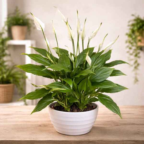Peace Lily Planted Bowl